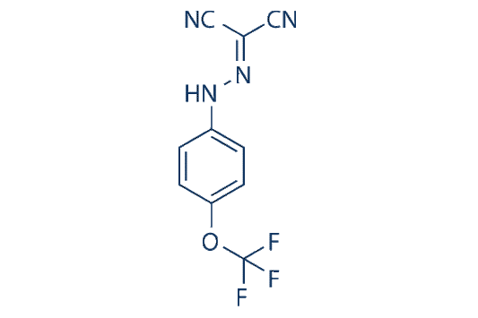 FCCP