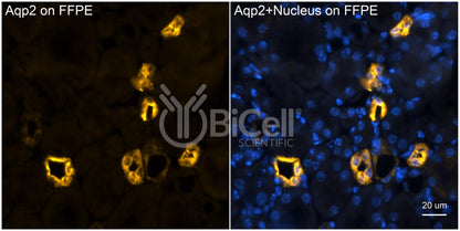 Aquaporin-2 (AQP2) (Rat) Antibody