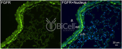 FGFR1 (FLT2 or CD331) Antibody