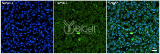 Filamin A (FLNA) Antibody - FFPE Validated