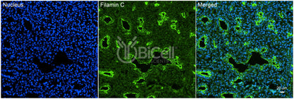 Filamin C (FLNC) Antibody - Western Blot Validated