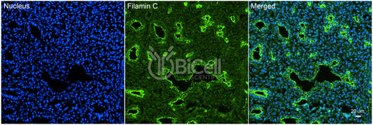 Filamin C (FLNC) Antibody - FFPE Validated
