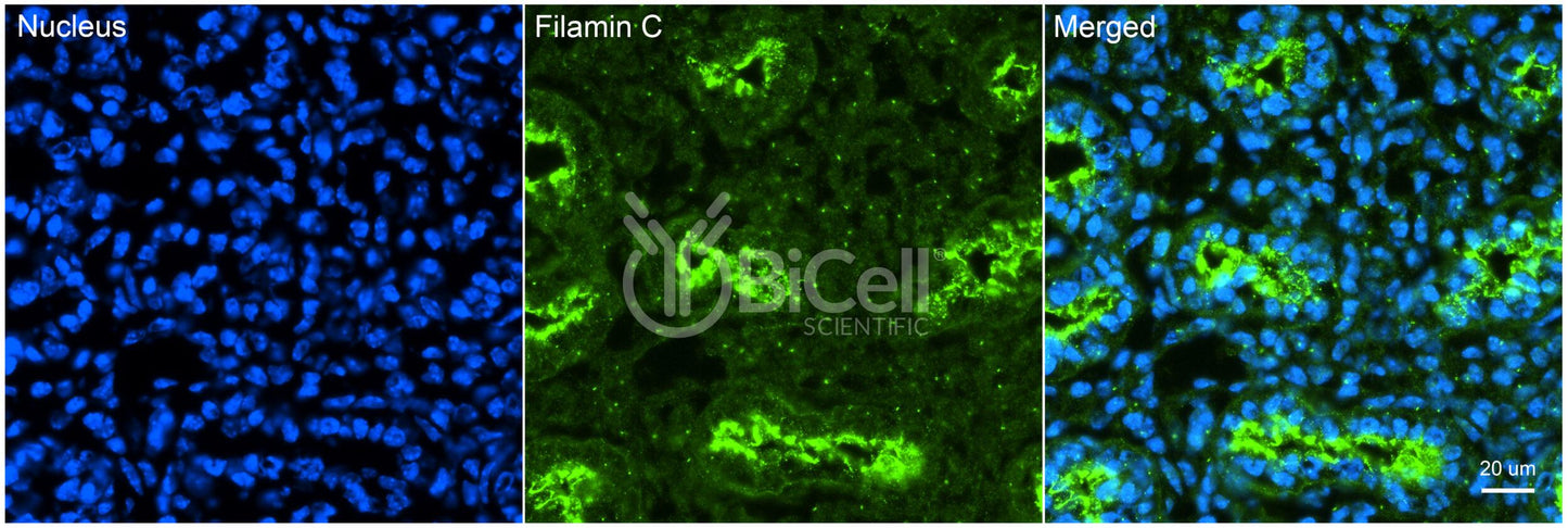 Filamin C (FLNC) Antibody - Western Blot Validated