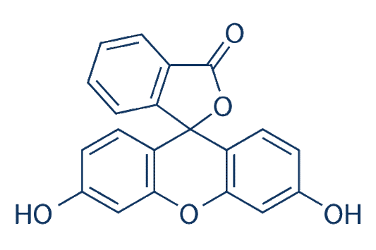 Fluorescein