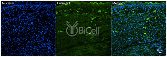 Formin-1 (FMN1) Antibody - Western Blot Validated