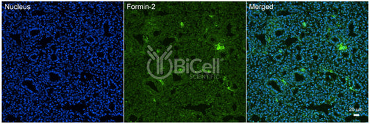 Formin-2 (FMN2) Antibody
