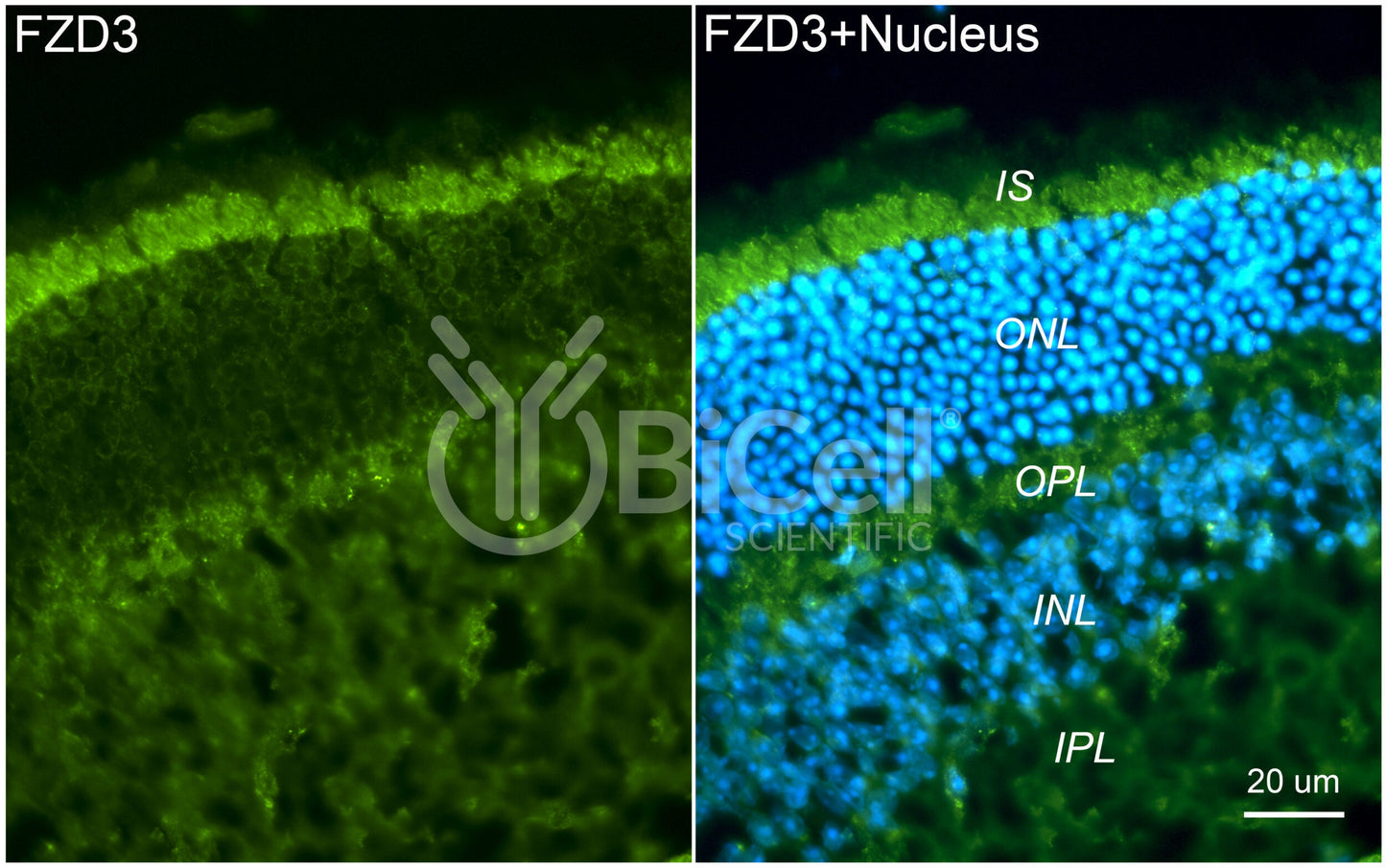 Frizzled-3 (FZD3) Antibody