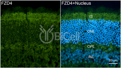 Frizzled-4 (FZD4) Antibody