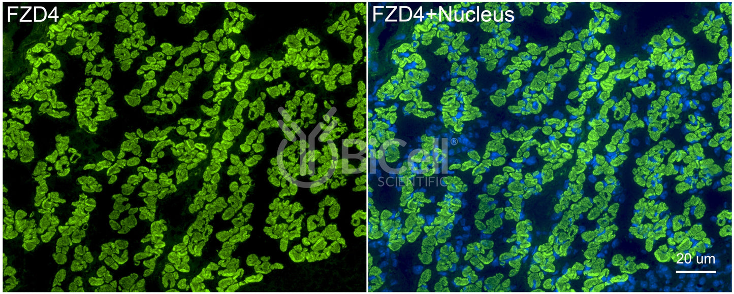 Frizzled-4 (FZD4) Antibody