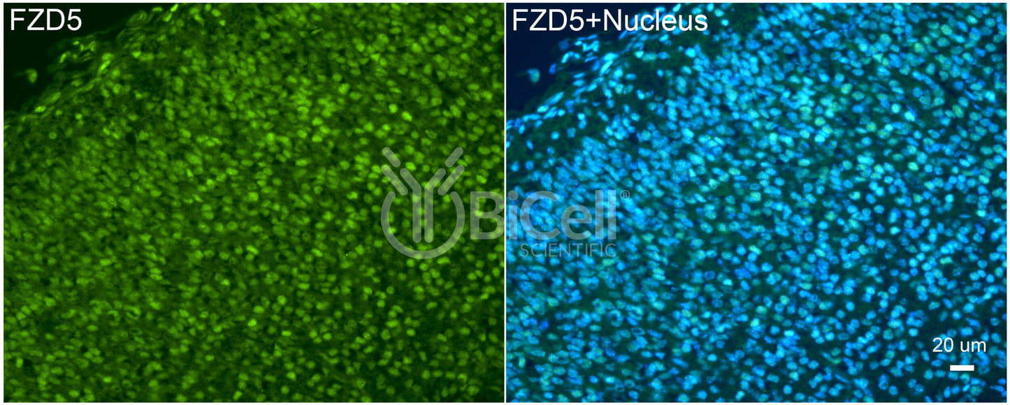 Frizzled-5 (FZD5) Antibody