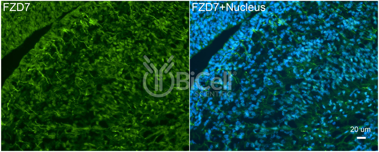 Frizzled-7 (FZD7) Antibody