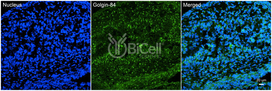 GOLGA5 (Golgin-A5 or Golgin-84) Antibody - FFPE Validated