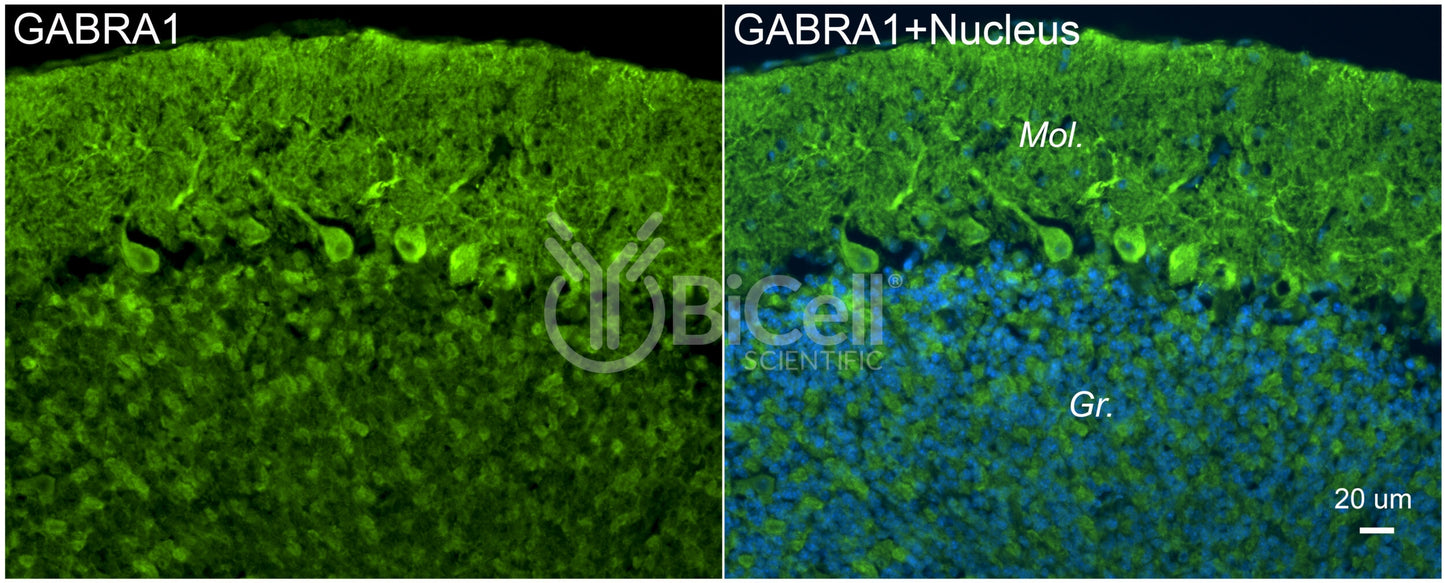 GABRA1 Antibody - Western Blot Validated