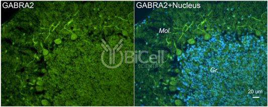 GABRA2 Antibody
