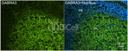 GABRA3 Antibody - Western Blot Validated