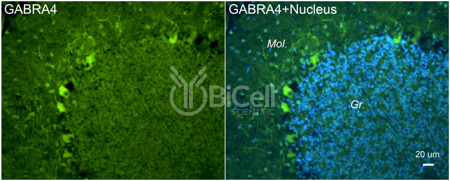 GABRA4 Antibody - Western Blot Validated