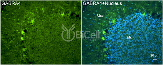 GABRA4 Antibody