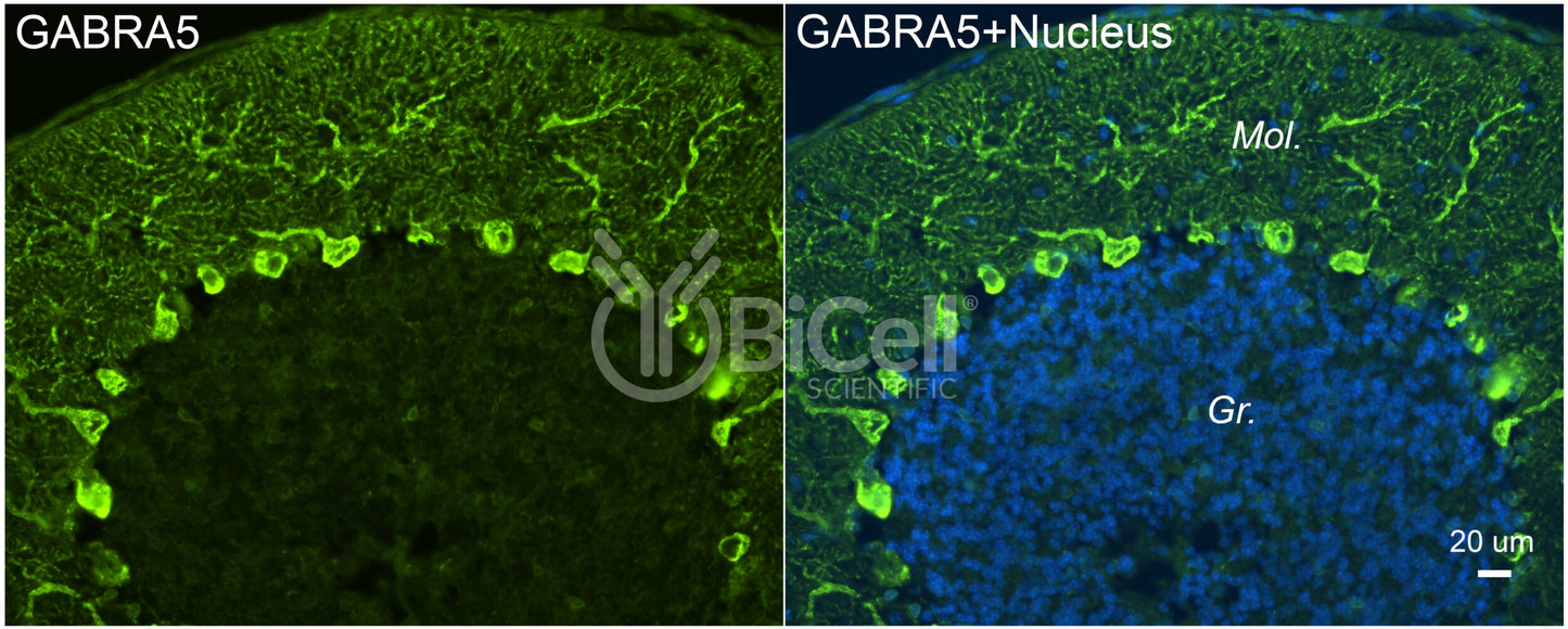 GABRA5 Antibody