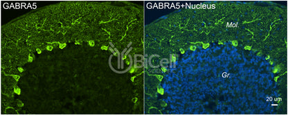 GABRA5 Antibody