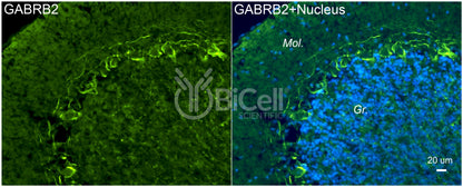 GABRB2 Antibody - Western Blot Validated