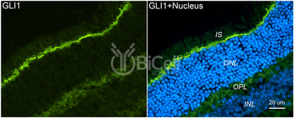 GLI1 Antibody