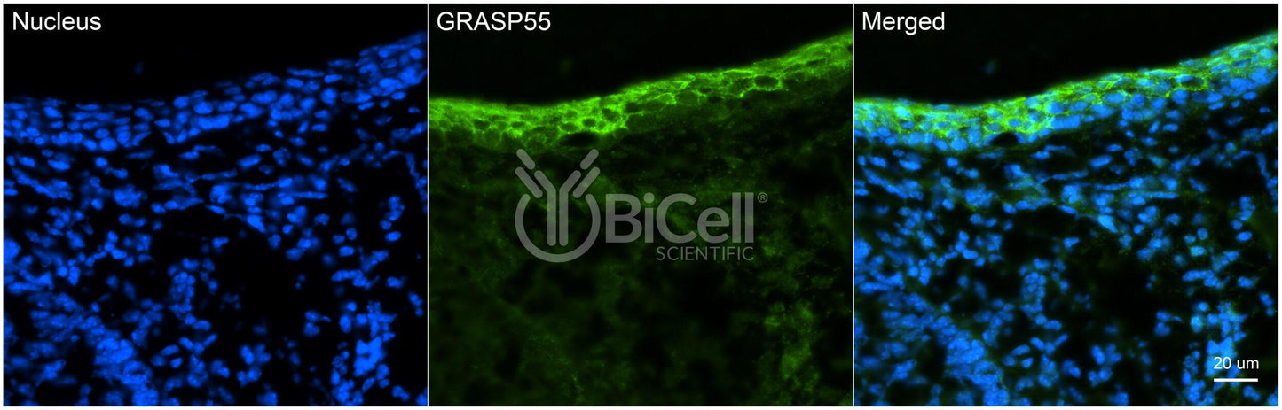 GRASP55 (GORASP2) Antibody - Western Blot Validated