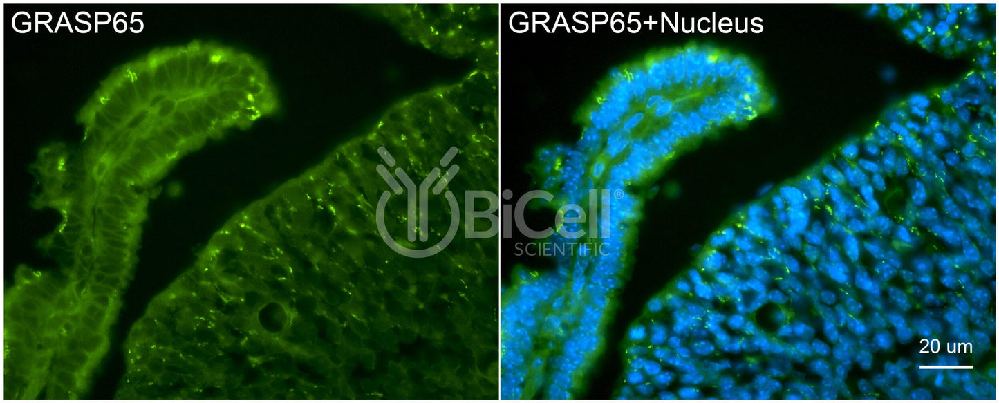 GRASP65 (GORASP1) Antibody - Western Blot Validated