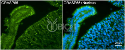 GRASP65 (GORASP1) Antibody - Western Blot Validated