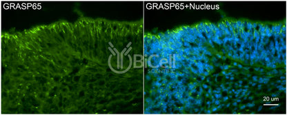 GRASP65 (GORASP1) Antibody - Western Blot Validated