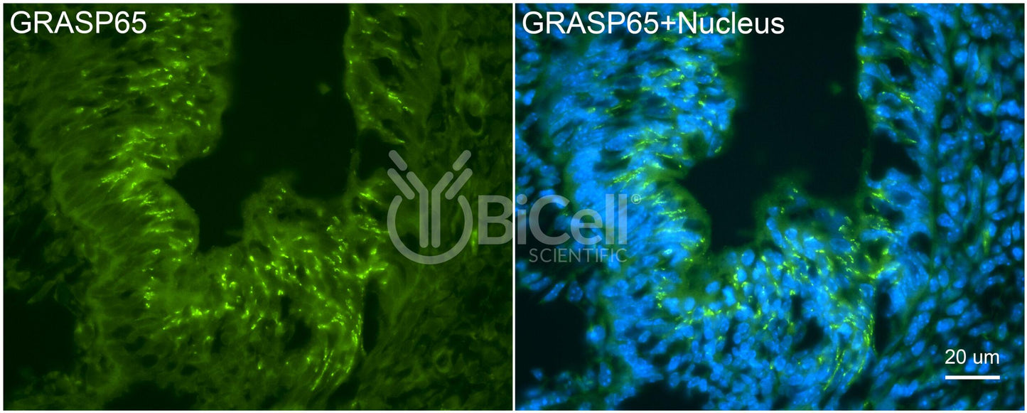 GRASP65 (GORASP1) Antibody - Western Blot Validated