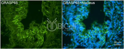 GRASP65 (GORASP1) Antibody - Western Blot Validated