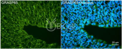 GRASP65 (GORASP1) Antibody - Western Blot Validated
