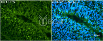 GRASP65 (GORASP1) Antibody - Western Blot Validated