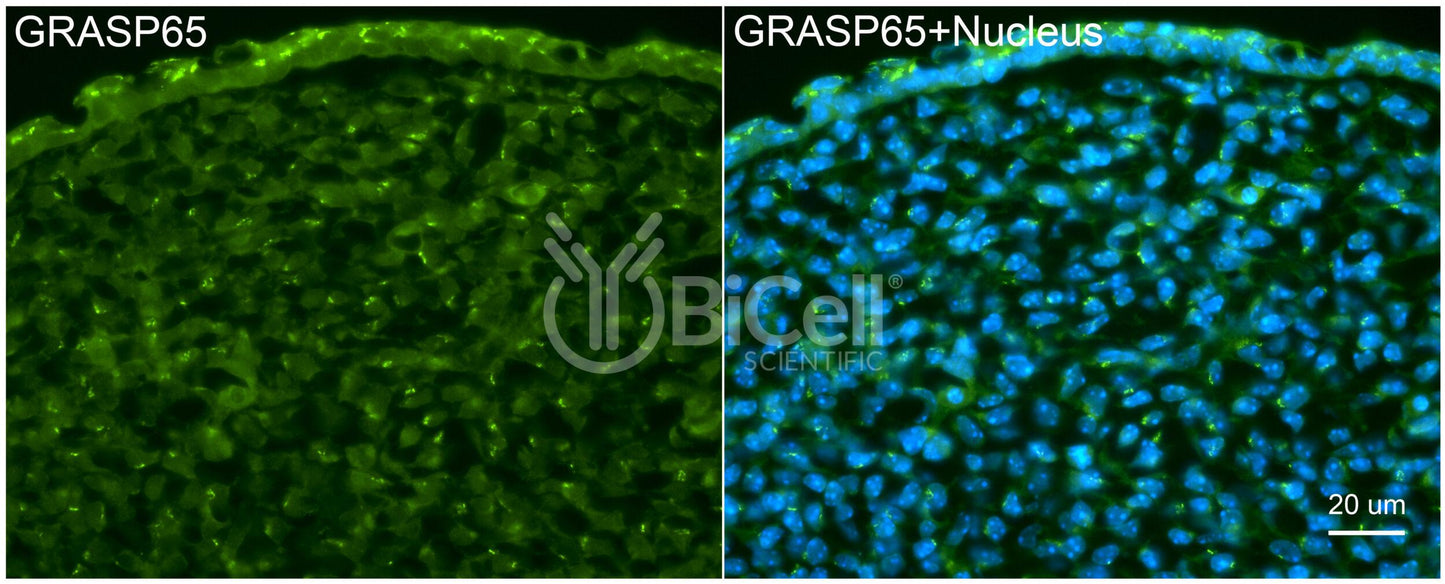 GRASP65 (GORASP1) Antibody - Western Blot Validated