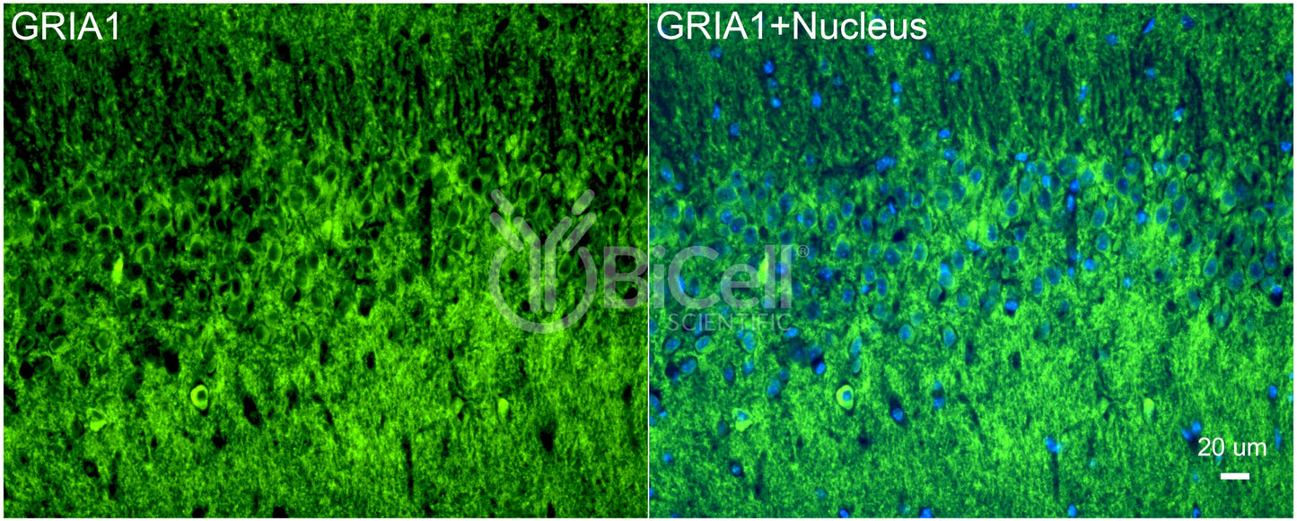 GRIA1 (GluR1 or GluA1) Antibody - Western Blot Validated