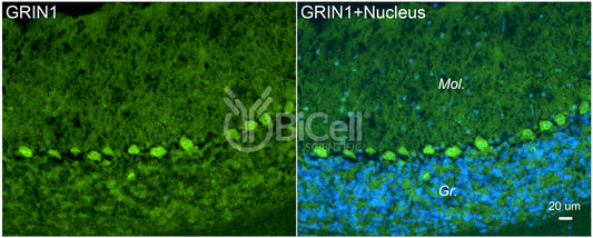 GRIN1 (GluN1) Antibody - Western Blot Validated