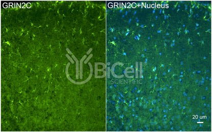 GRIN2C (GluN2C) Antibody - Western Blot Validated