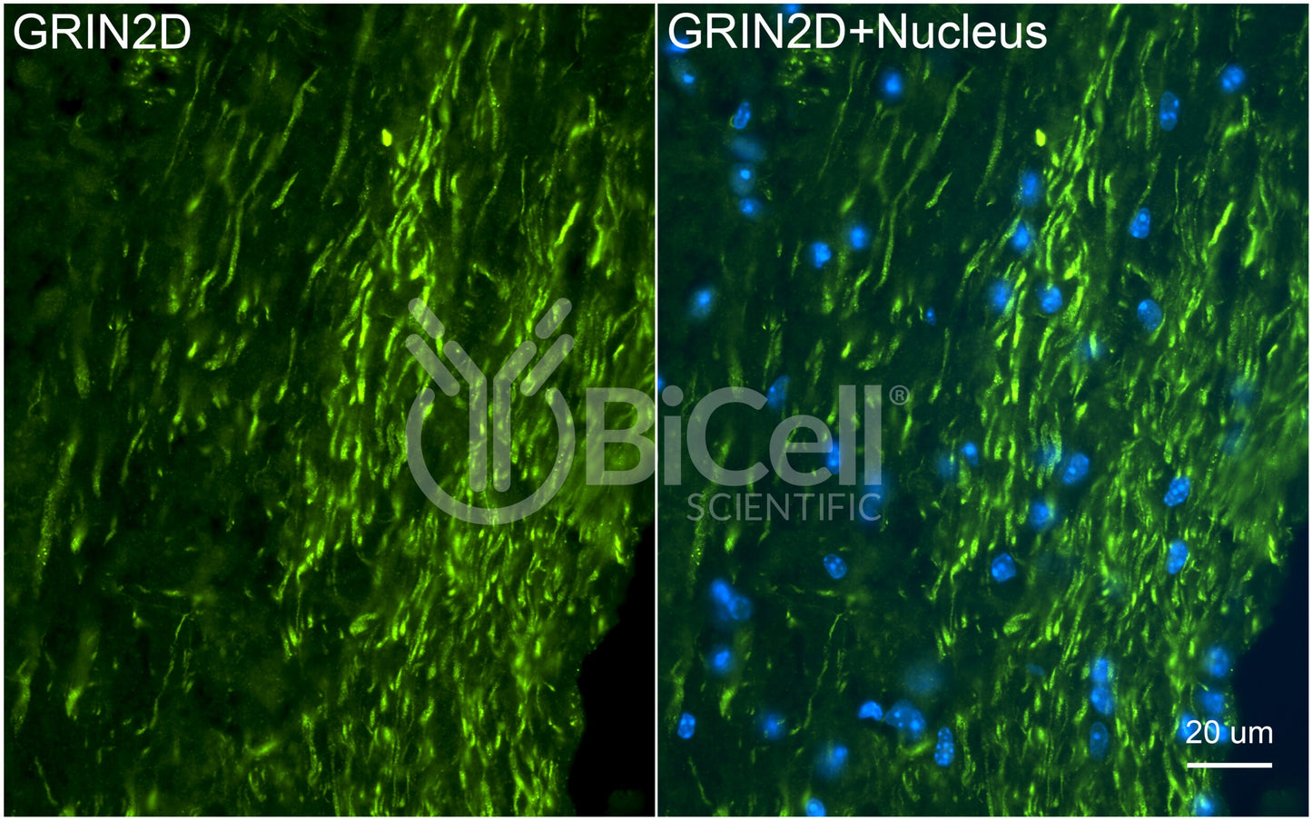 GRIN2D (GluN2D) Antibody - Western Blot Validated