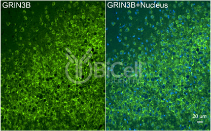 GRIN3B (GluN3B) Antibody - Western Blot Validated