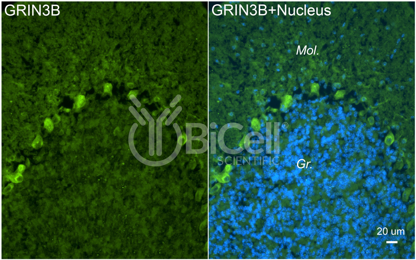 GRIN3B (GluN3B) Antibody - Western Blot Validated