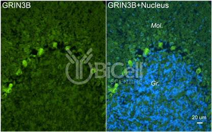 GRIN3B (GluN3B) Antibody - Western Blot Validated