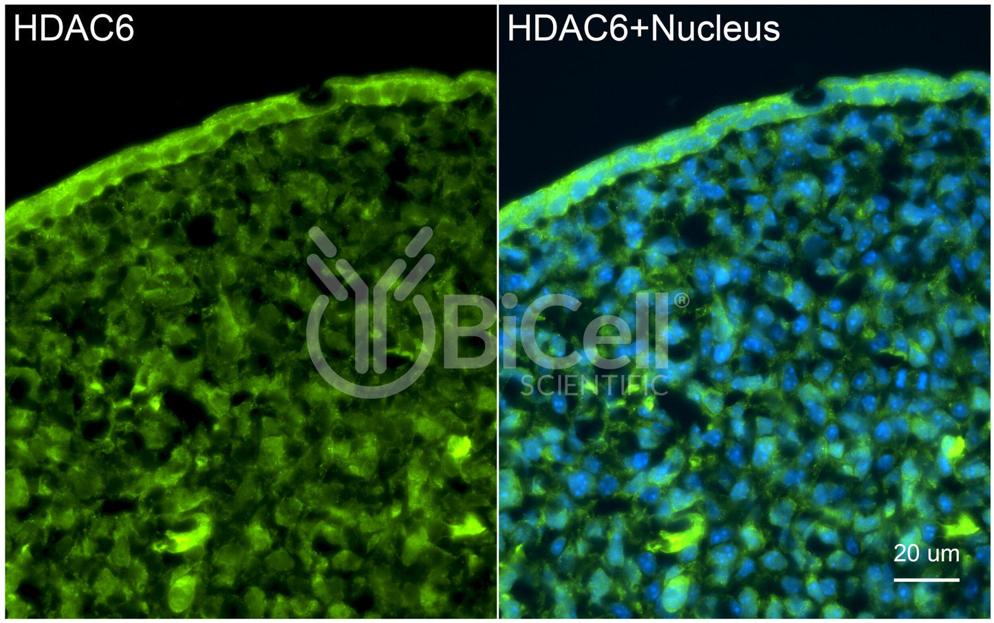 HDAC6 (N-Terminus) Antibody