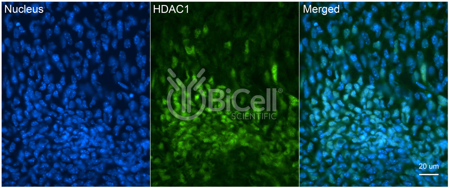 HDAC1 Antibody