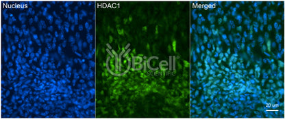 HDAC1 Antibody