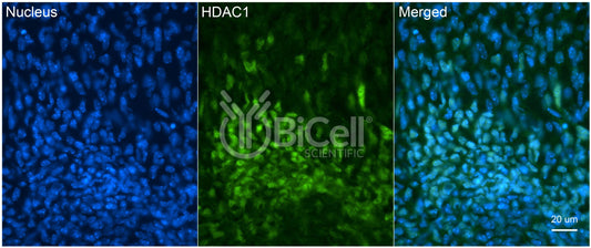 HDAC1 Antibody