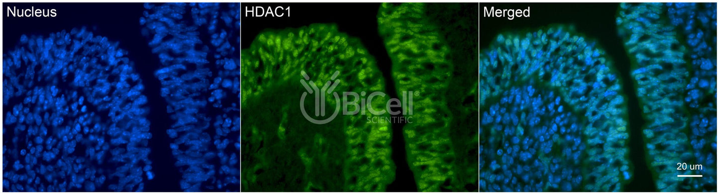 HDAC1 Antibody