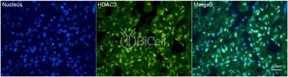 HDAC3 Antibody - FFPE Validated