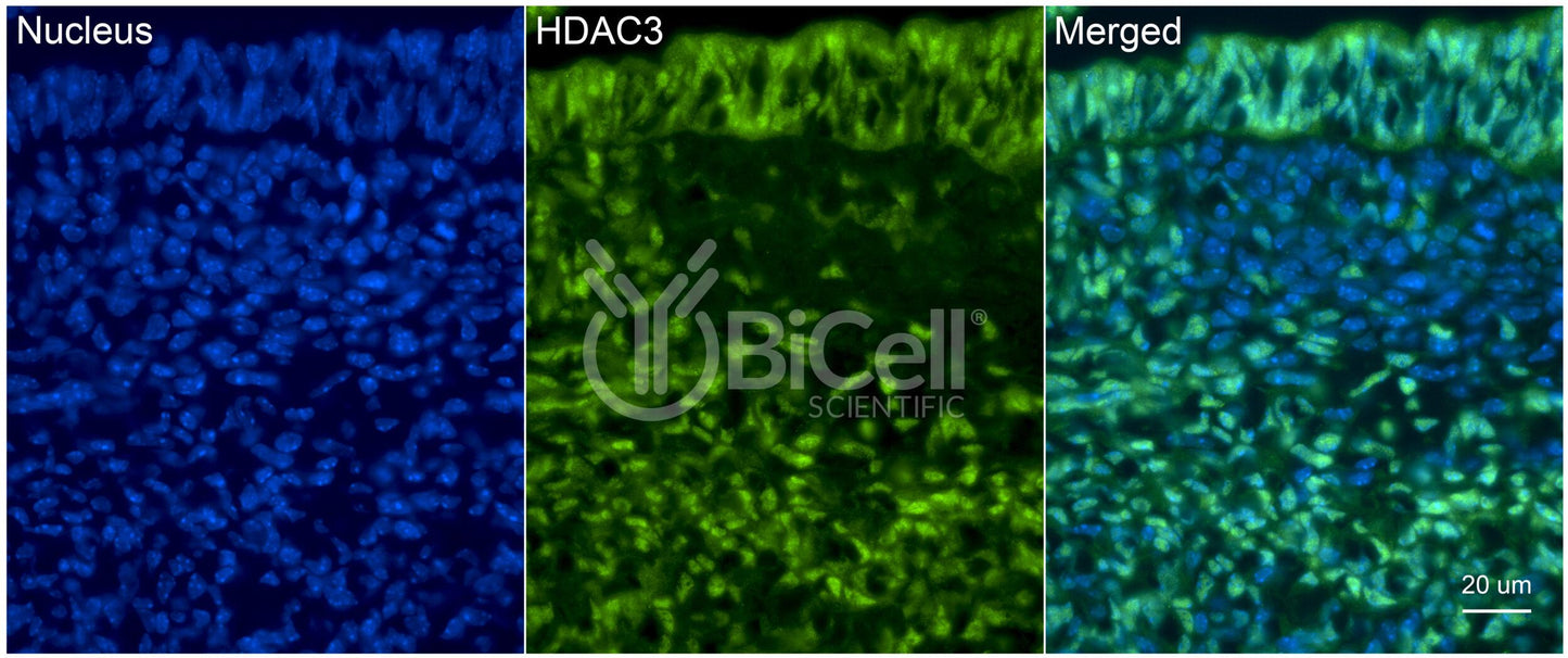 HDAC3 Antibody - FFPE Validated