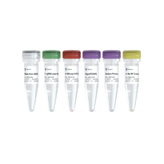 HiScript IV 1st Strand cDNA Synthesis Kit (+gDNA wiper)