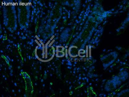 Claudin-5 (CLDN5) Antibody - Western Blot Validated
